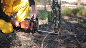 Why Choose Our Tree Removal Services in Empire, CA?